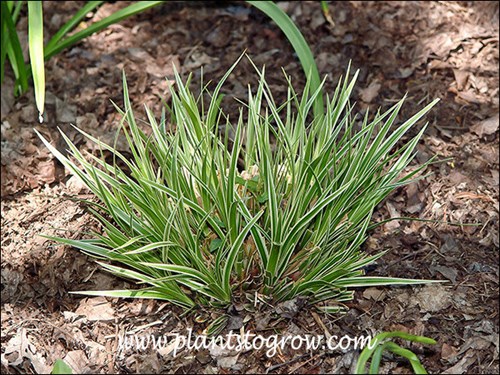 The plants I observed of Gold Band had a cream rather than solid gold band.